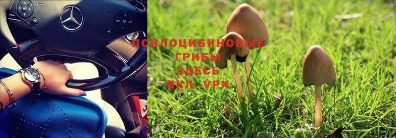 Галлюциногенные грибы Psilocybe  где продают наркотики  Кимры 